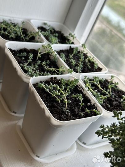 Седум комнатный дацифилум