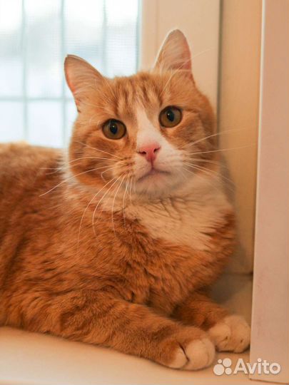 Рыжий красавец (из приюта)