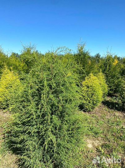 Туя Брабант ком