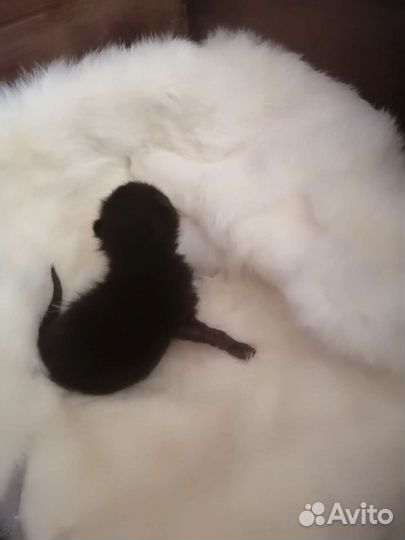 Котики бесплатно