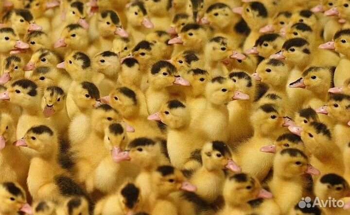 Муларды суточные и подрощенные