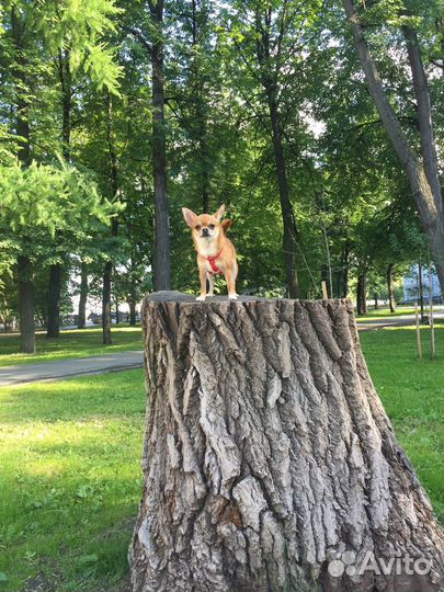 Шлейка когтерез