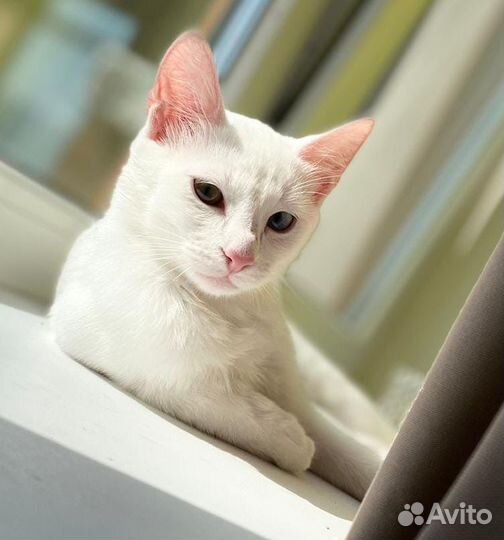 Котята као мани