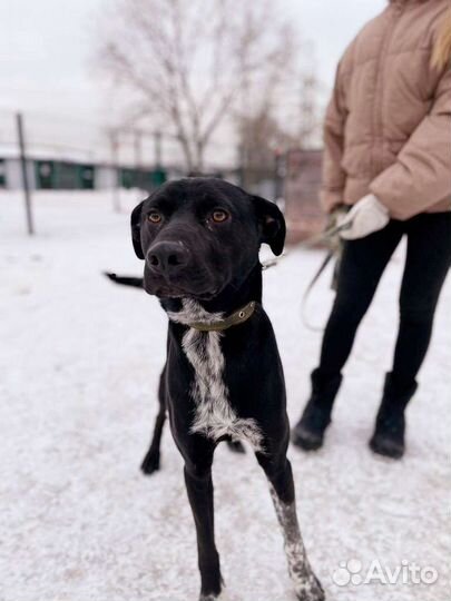 Собака в добрые руки из приюта бесплатно