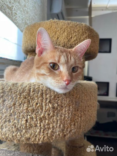 Рыжий добрый кот