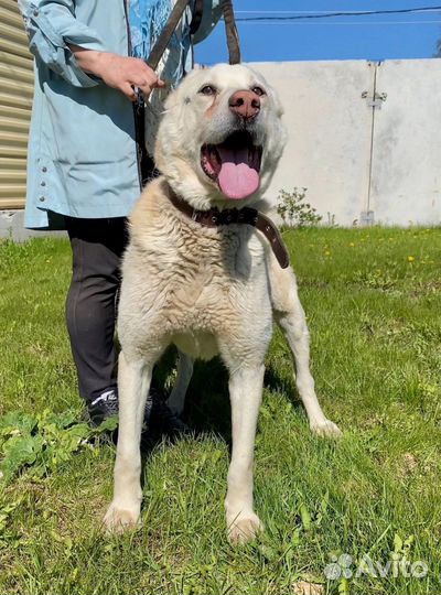 Спасите алабая из приюта