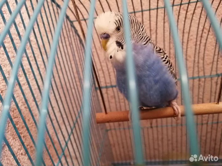 Волнистые попугаи
