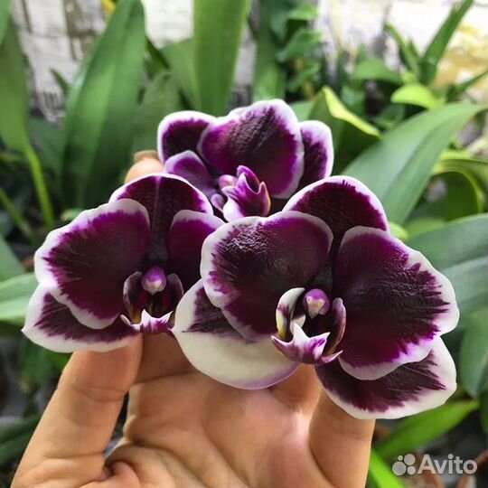 Орхидея Phal. Ever Spring Prince 'Star #6'