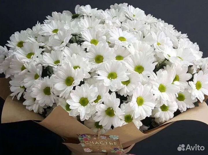 Хризантема цветы букет на 1 сентября