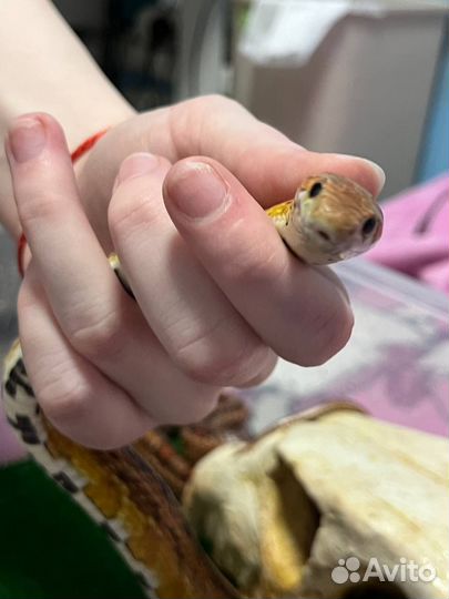 Маисовый полоз