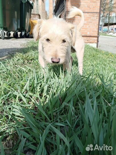 Найдена собака