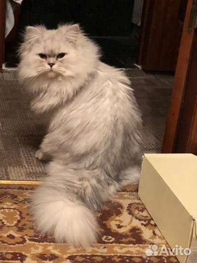 Кот на вязку персидской шиншиллы