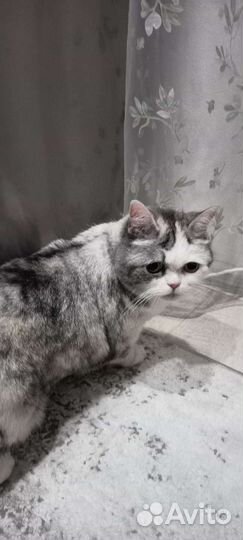 Кошка