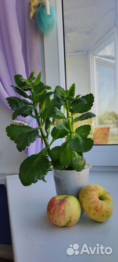 Комнатные цветы