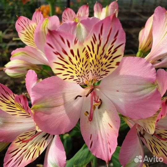 Корни альстромерии