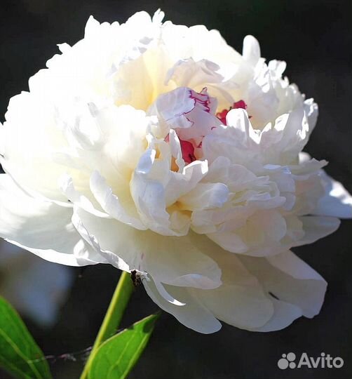 Пионы саженцы