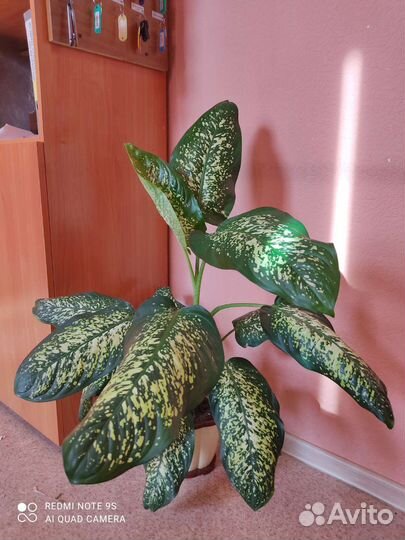 Дифенбахии