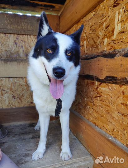 Найдена собака