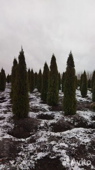 Туя западная смарагд брабант колумна 3,5м+