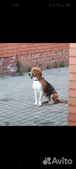 Эстонская гончая щенки