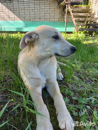Щенок в добрые руки бесплатно