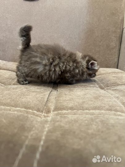 Котёнок бесплатно