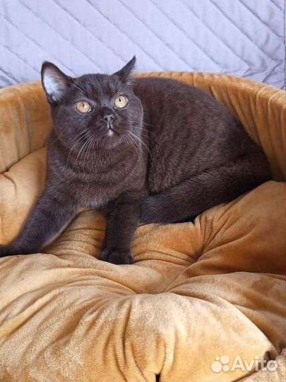 Шоколадный котик