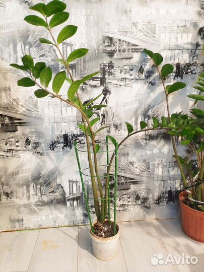 Замиокулькас