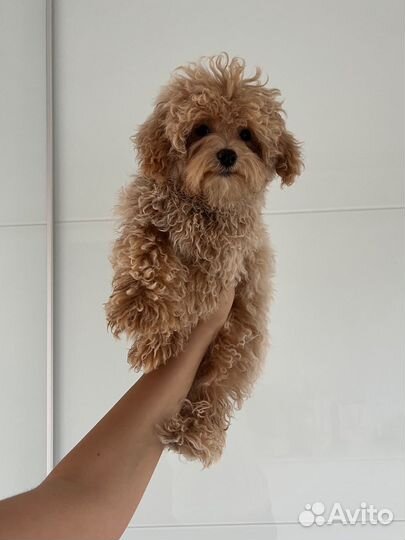 Мальтипу ф1 корейский мальчик Baby face mini