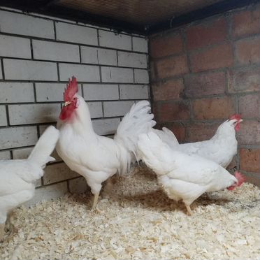 Инкубационное яйцо кур породы Русская белая