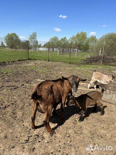 Бараны, козы