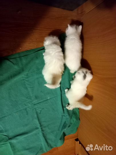 Шотландские котята