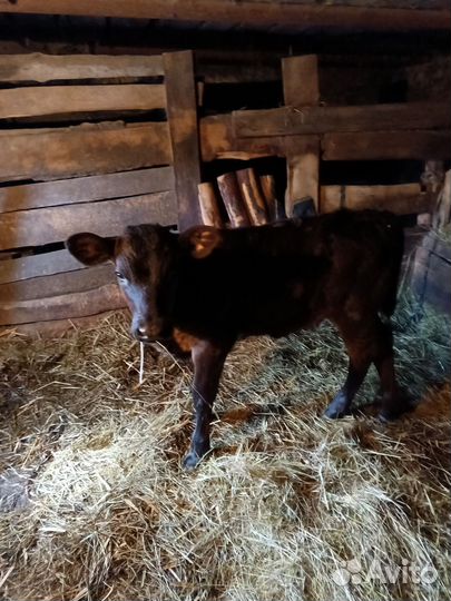 Телочка 1 мес