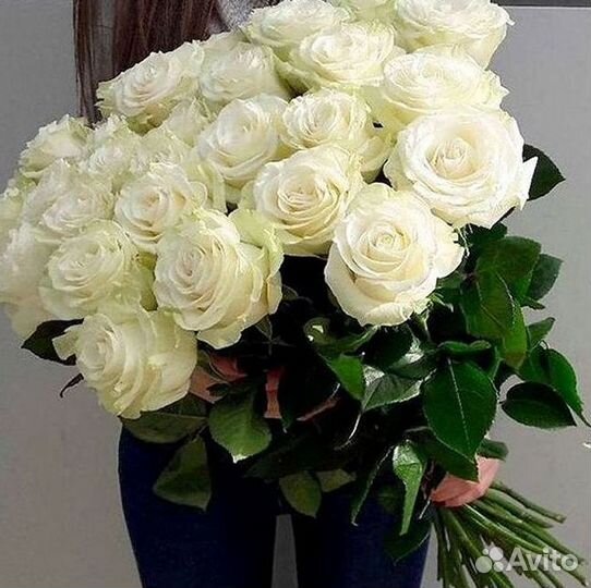 Розы гиганты 140 150 160 170 180 200