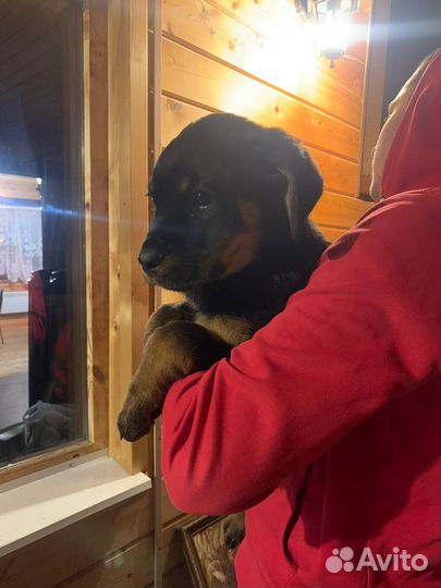 Щенки Ротвейлера