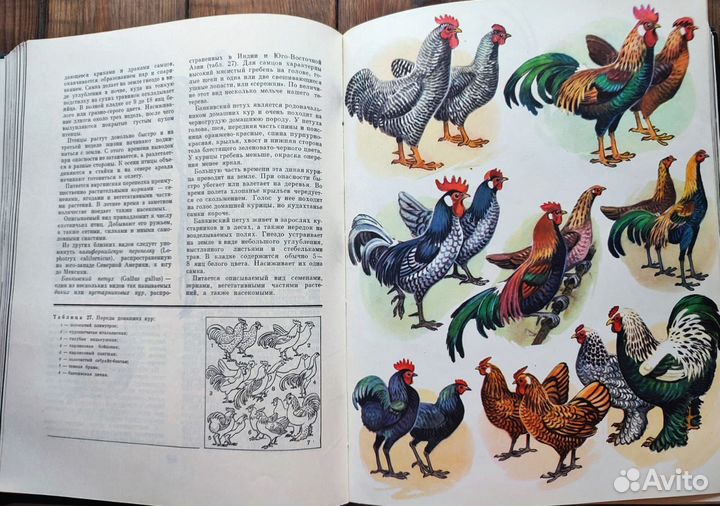 Книга птицы