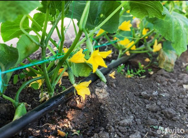 Капельный полив (уpожaйный) оптом и в розницу