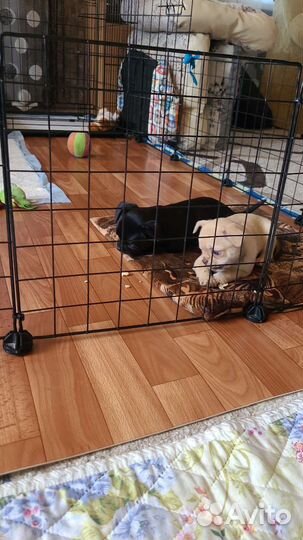 Щенки чихуахуа