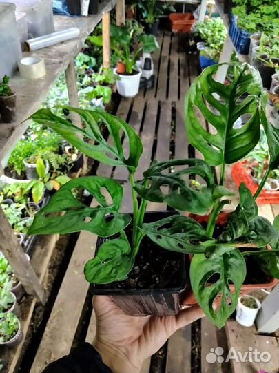 Комнатные растения цветы