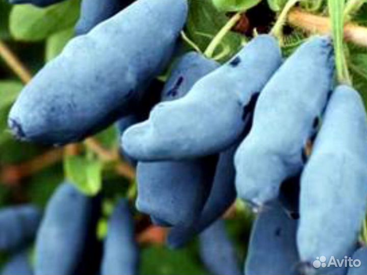 Саженцы жимолости