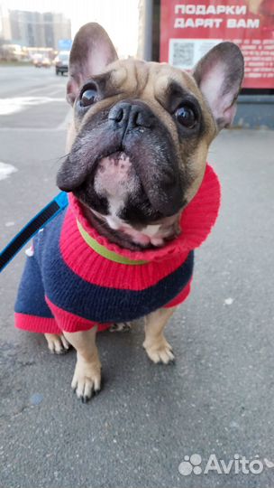 Передержка домашних животных/выгул собак