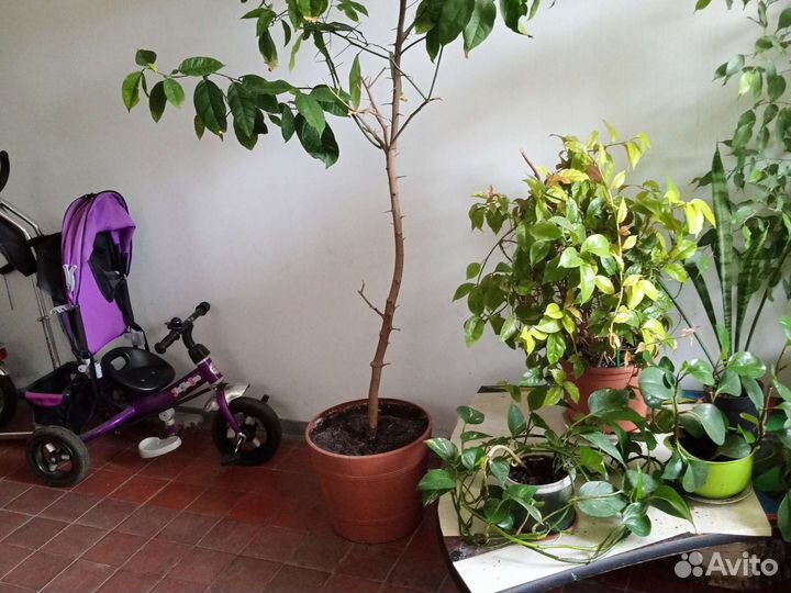 Лимонное дерево