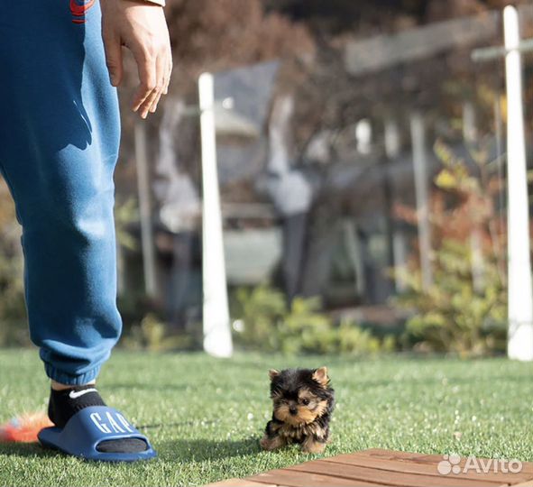 Йоркширский терьер микро и мини доставка есть