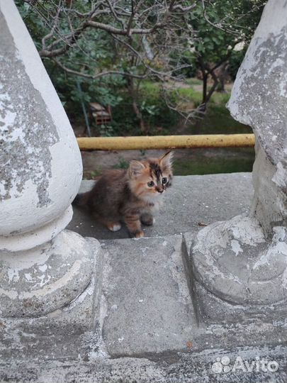 Пристройство котёнка