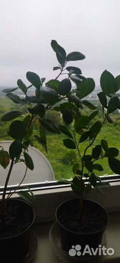 Фикус циатистипула