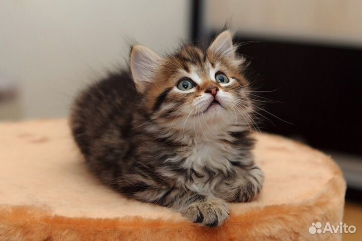 Тигрово-полосатые сибирские котята