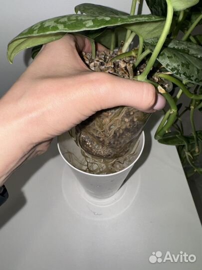 Сциндапсус