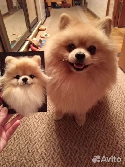 Портрет питомца