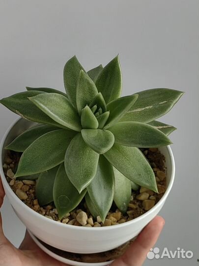 Эхеверия суккулент (каменная роза)
