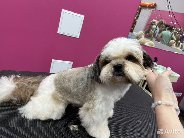 Груминг собак и кошек